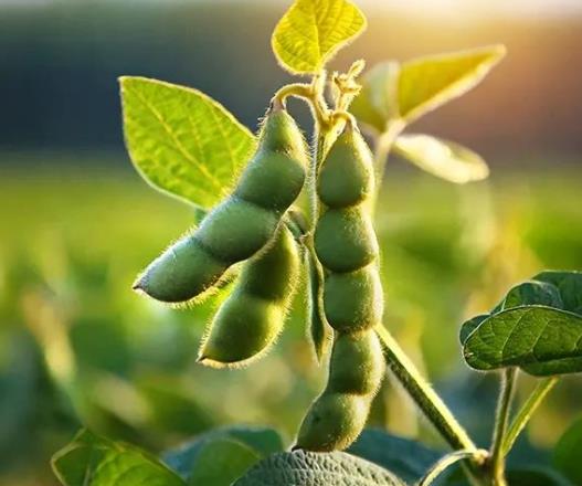 甜菜碱在大豆上的应用效果