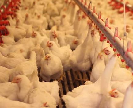 盐酸甜菜碱在饲料中的三大关键作用