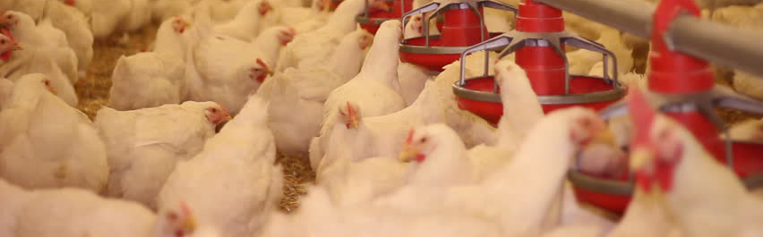 盐酸甜菜碱在饲料关键作用