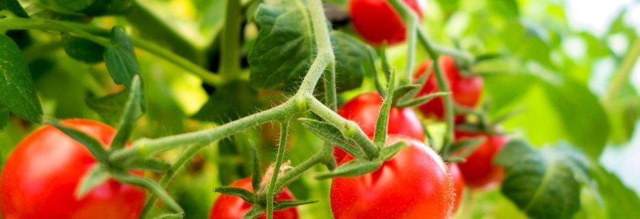 甜菜碱在农业上的作用