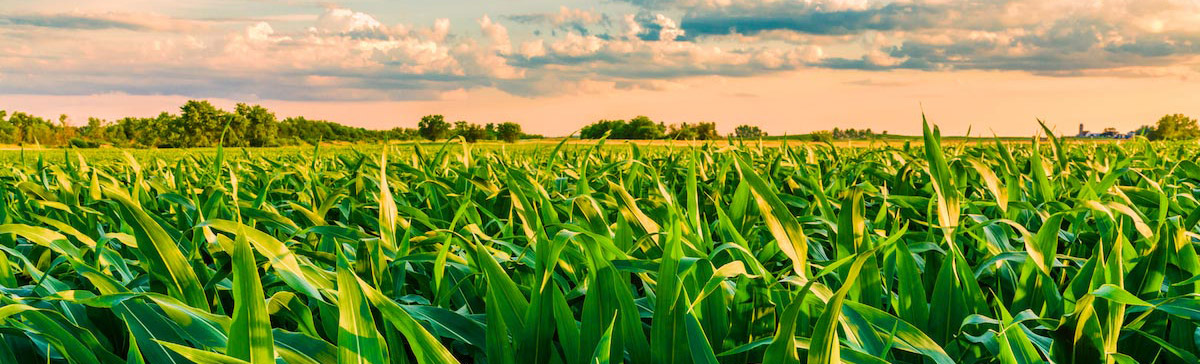 甜菜碱在农业上的作用