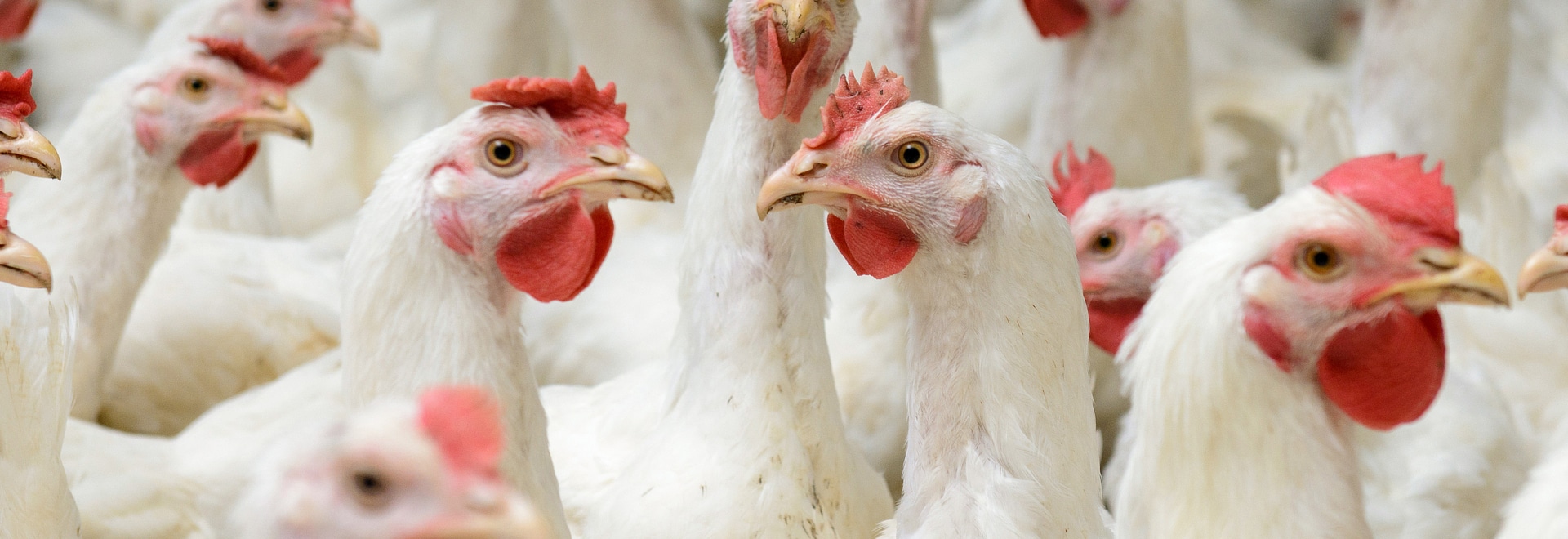 甜菜碱在饲料上的作用