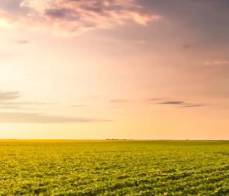 甘氨酸甜菜碱:多效的生理调节卫士