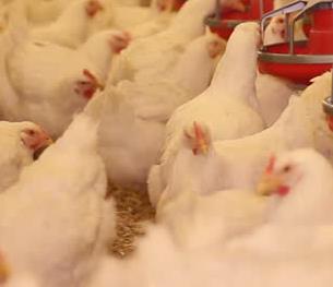 甜菜碱盐酸盐在饲料上应用效果