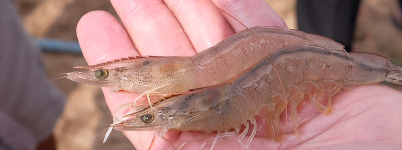 氯化胆碱在饲料中的效果