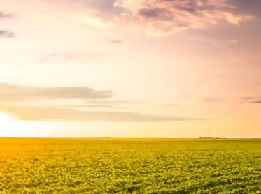 无水甜菜碱作为农作物的“抗逆卫士”