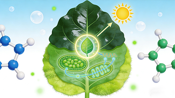 氯化胆碱——提升叶片叶绿素含量,优化光合作用的绿色革命