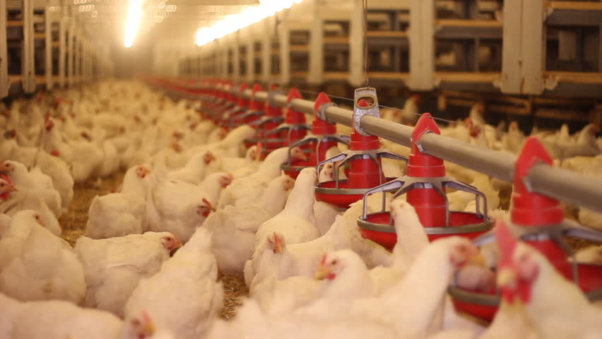 盐酸盐甜菜碱在饲料中的应用价值