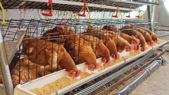 甜菜碱：饲料中的多功能营养调节剂