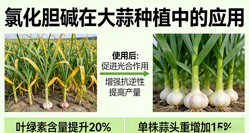 氯化胆碱在大蒜上应用