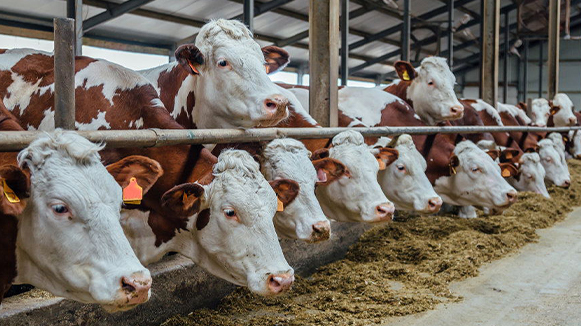 协同防腐与肠道健康：丙酸与甲酸在混合饲料添加剂中的应用