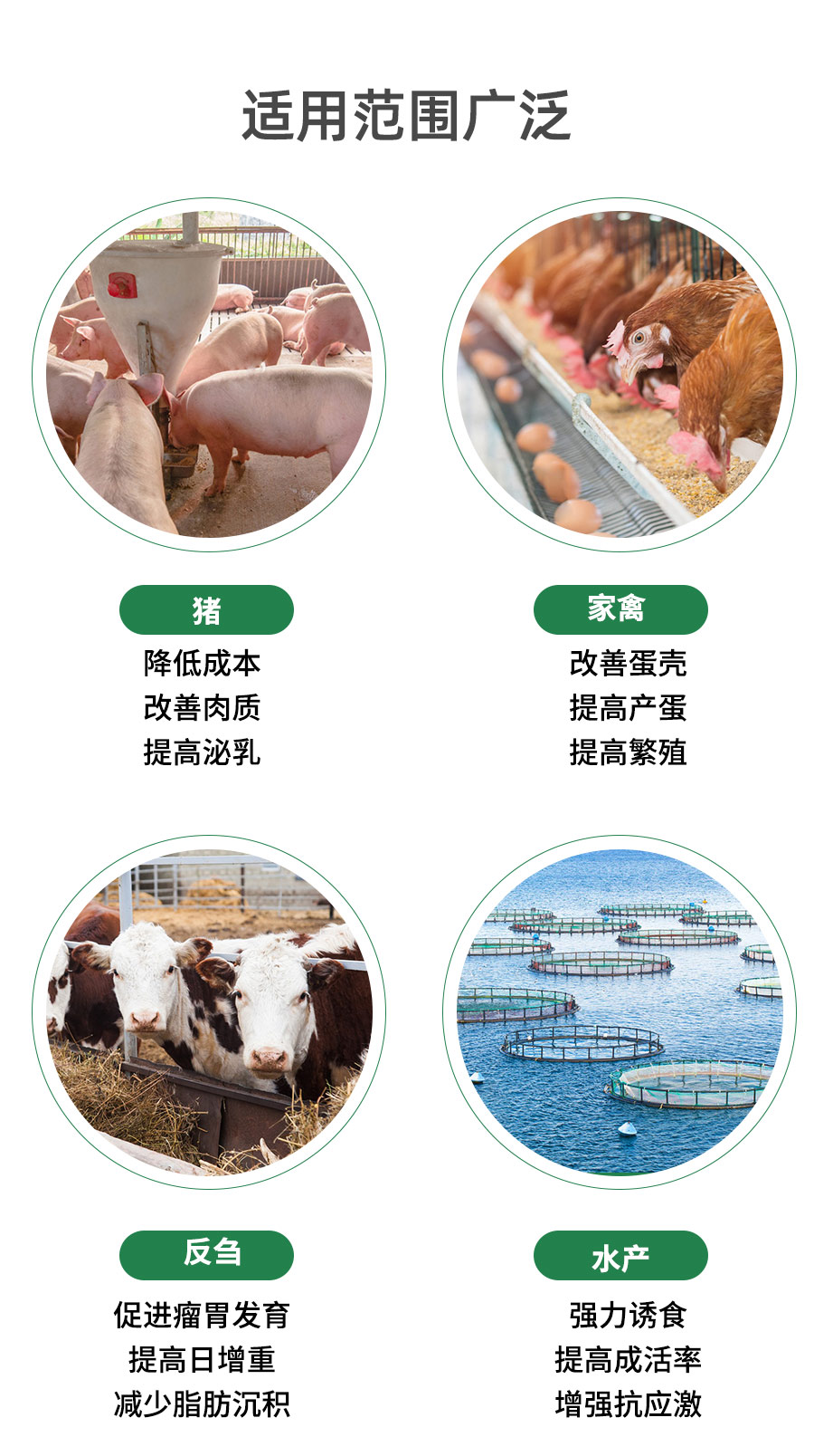 包被甜菜碱_06