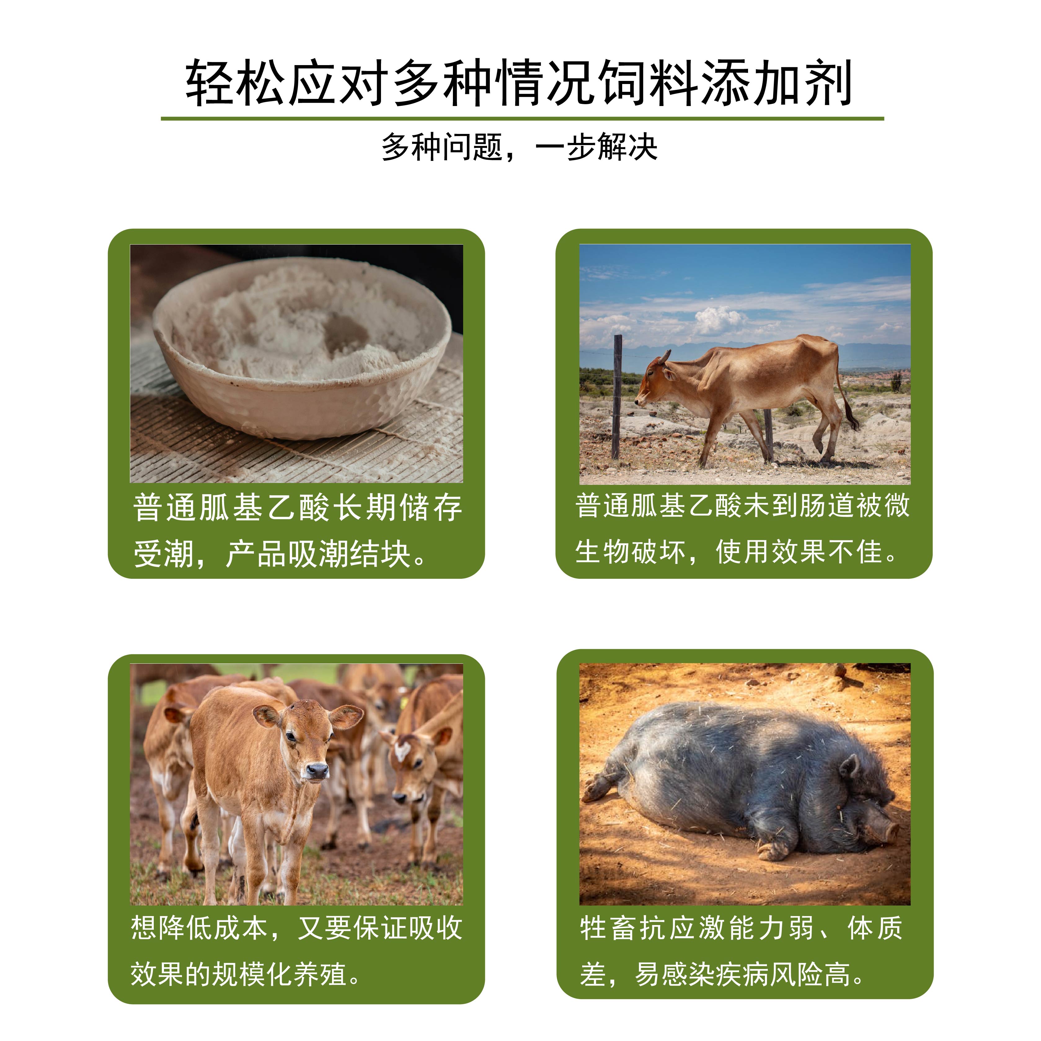 复合包被胍基乙酸 (2)